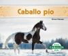 Caballo_p__o___Pinto_horses