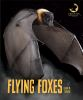 Flying_foxes