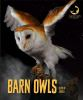 Barn_owls